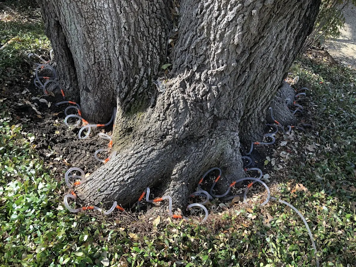 Detailed Tree Cabling and Bracing job site in Maxeys